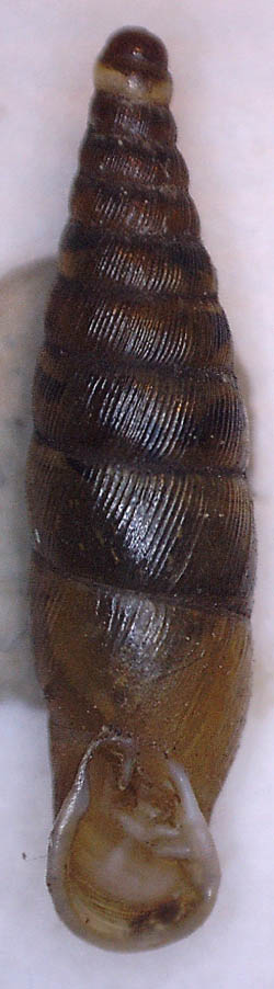 Cochlodina laminata?